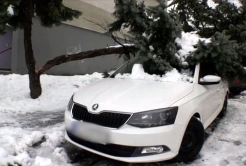 Hasiči zasahovali na sídlisku. Spod padnutého stromu vyťahovali auto