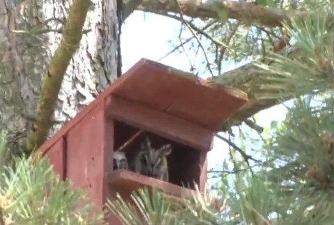 Základná škola v Červenom Hrádku sa pýši piatimi sovičkami 