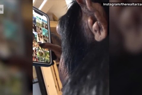 Šimpanz hviezdou internetu. V používaní mobilného telefónu je neprekonateľný