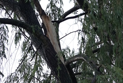 Padnutý strom v Prešove