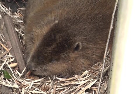 Záchranné stanice volajú o pomoc