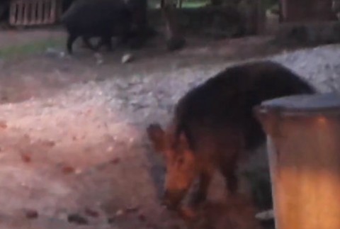 Dedinčania žijú v strachu, po uliciach opäť behajú diviaky