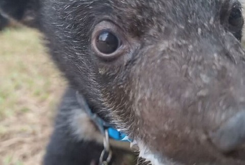 zachranene medvede (8)