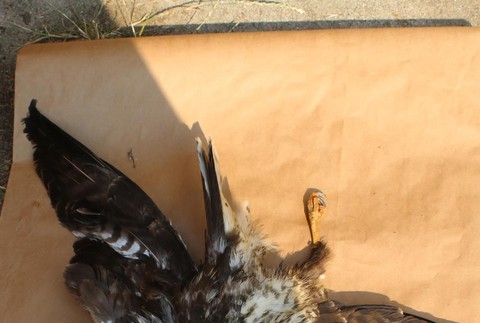 Razia v Prahe proti nelegálnemu obchodovaniu s tigrami