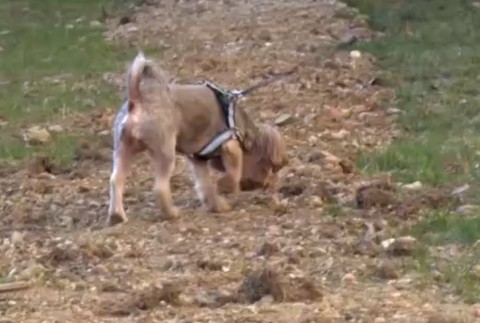 Párok so sklom ako návnada