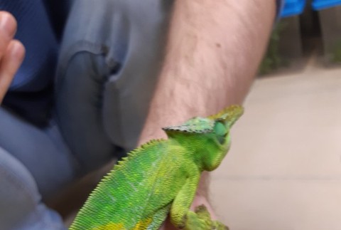 Colná polícia zadržala chameleónov na letisku 