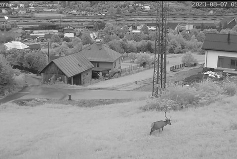 Pytliak zastrelil jeleňa medzi rodinnými domami (3)
