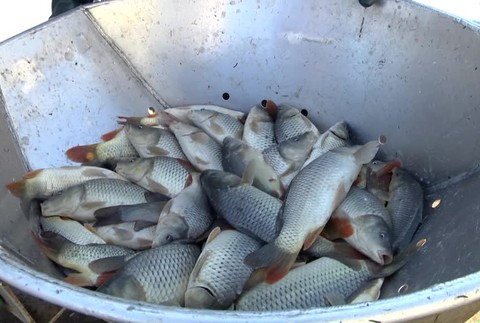 Vianočný kapor už nemusí byť samozrejmosťou. Chovatelia hovoria o najhoršom roku