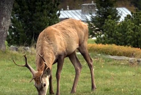Psi a mačky sú súčasťou domácností. Tatranci si ale začínajú zvykať aj na jelene či medvede