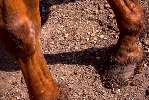 Aktivisti riešia prípad extrémne zúboženého koňa. 