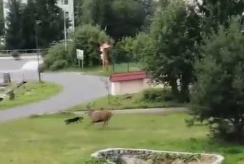 Obyvatelia Tatranskej Lomnice čelia nebezpečným útokom zvieraťa.