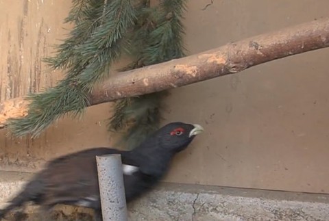 Slovensku hrozí žaloba od Európskej únie. Prichádzame o vzácneho vtáka z doby ľadovej