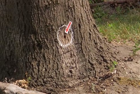 Stromy, ktoré rástli okolo 70 rokov, niekto otrávil. Prípad rieši polícia