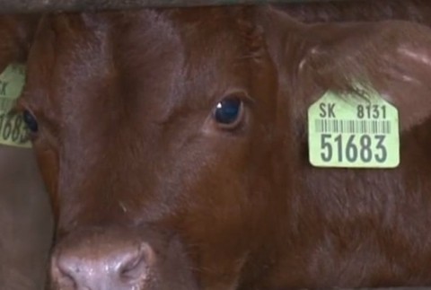 VIDEO: Na Oravu prišla jar. Vedia to aj kravy, ktoré radostne bučia na pastvinách