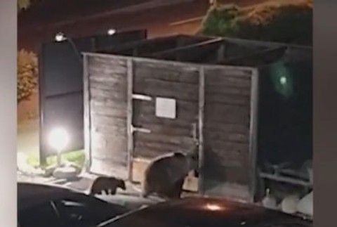 Medvedia rodinka našla nový domov ďaleko od ľudí.