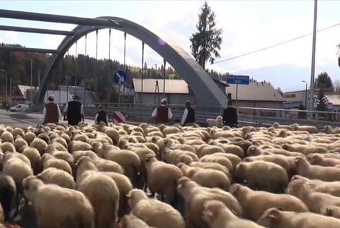 Nezvyčajné sťahovanie. Cez obce prechádzalo obrovské stádo oviec