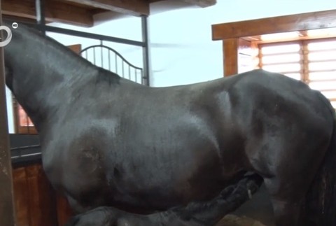 Na Slovensku sa narodili vzácne žriebätá. Zapísané sú dokonca v kráľovskej knihe