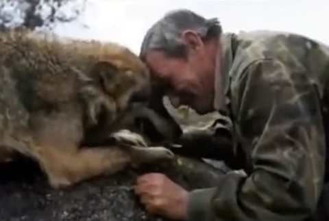 Muž vyrástol medzi vlkmi 