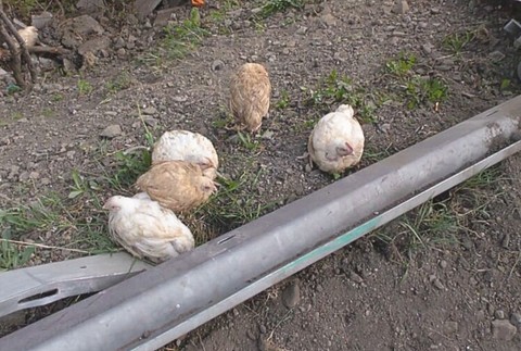 Prevrátený kamión s hydinou