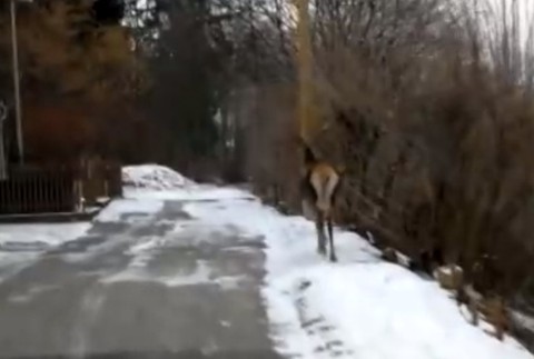 Kuriózna záchranná akcia. Policajti pomáhali zaseknutému srnčekovi v bráne