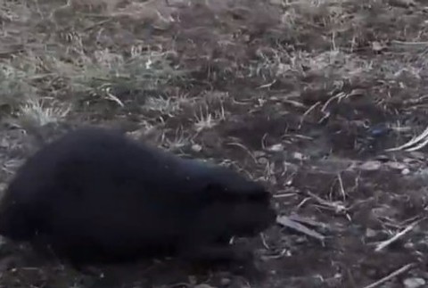 Bobor na dedinskom dvore.