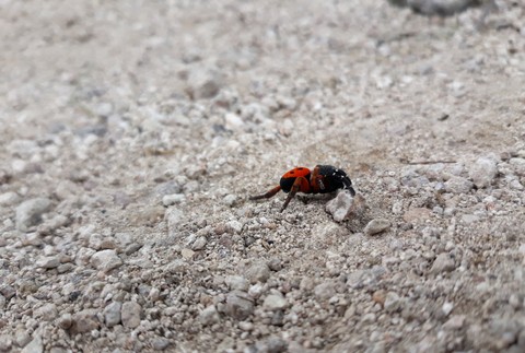 Stepník Červený - objavený na zrúcanine hradu Sivý kameň