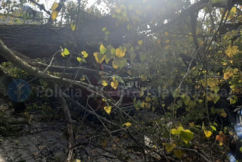 Spadnutý strom v Bratislave