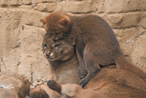 539579724_1185481646946325_5584523880634771018_n