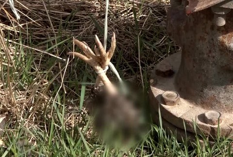 [multi] Uhynuté chránené dravce 518