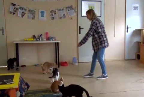 Blíži sa zima. Ak zvieratám nikto nepomôže, skončia na ulici