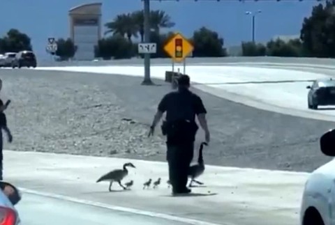 [multi] zachrana kaciciek 453