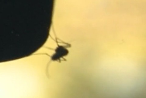 Obyvatelia okolia Moravy pozorujú roje komárov. Pri ďalších záplavách bude postrek nevyhnutný