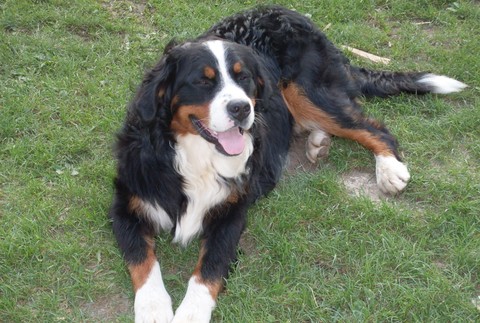 Bernský salašnícky pes, stratený pes vo Veľkom Šariši sirka,vyska