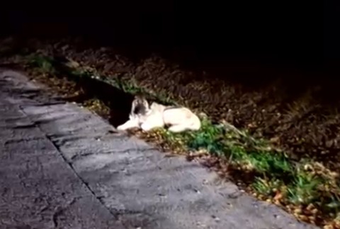 Hľadajú sa majitelia štvornohých chlpáčov. Špecialisti z útulku zachránili dve sučky zo stredu cesty