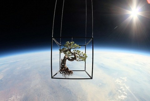 Bonsaj vo vesmíre