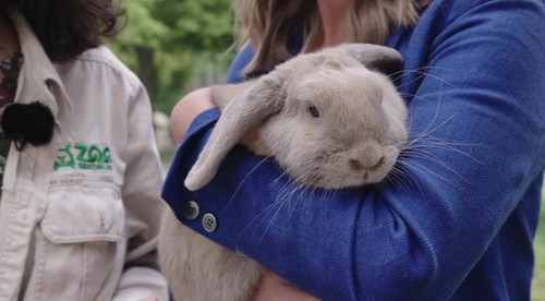 Samica králika Bella opäť tipuje víťaza. Jej favorit dnešného zápasu je jasný