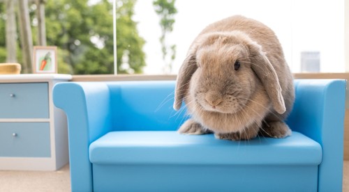 Bella tipuje víťaza: Králičia samica vie údajne predpovedať výsledky zápasu