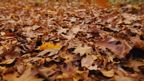 Vraždy na první pohled