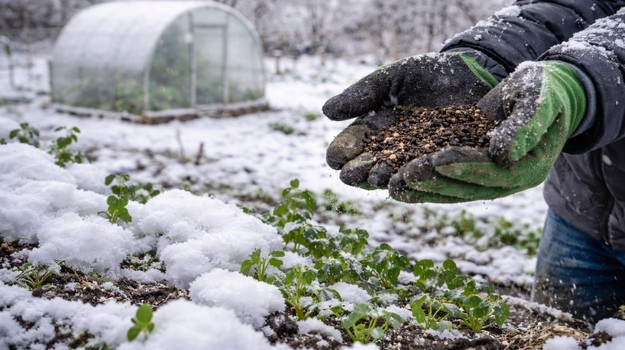 Viete, čo zasadiť na záhrade už v januári? TIETO plodiny zvládnu aj extrémny chlad!
