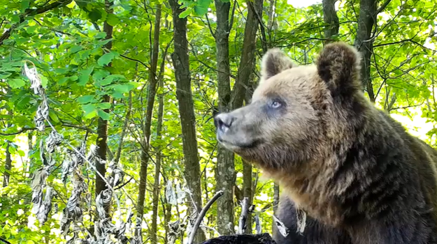 Ranný beh na Urpíne sa zmenil na boj o život. Bežca napadol medveď