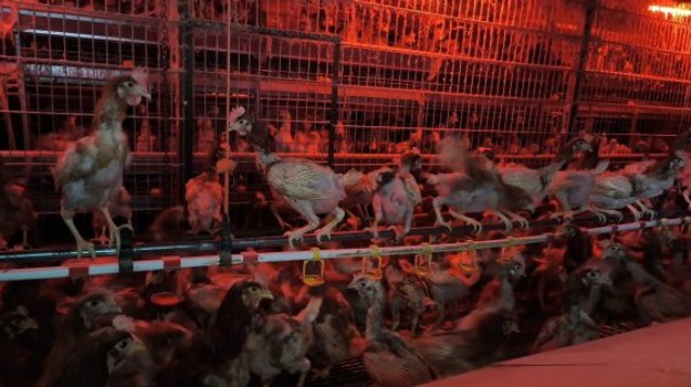 Kanibalizmus a zúfalé podmienky: Veterinári odhalili neregistrovaný veľkochov sliepok