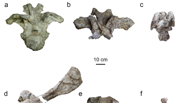 Vedci objavili nový druh dinosaura s dlhým krkom: Po Zemi sa pohyboval pred 150 miliónmi rokov