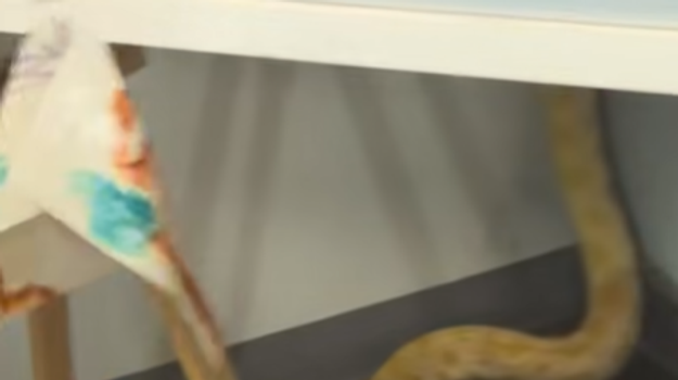 Pytón podľa hasičov spôsobil požiar v škole. Plamene zničili osem tried, uhynula aj korytnačka