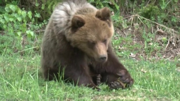 V okrese Tvrdošín medveď zaútočil na človeka. Osoba skončila v nemocnici