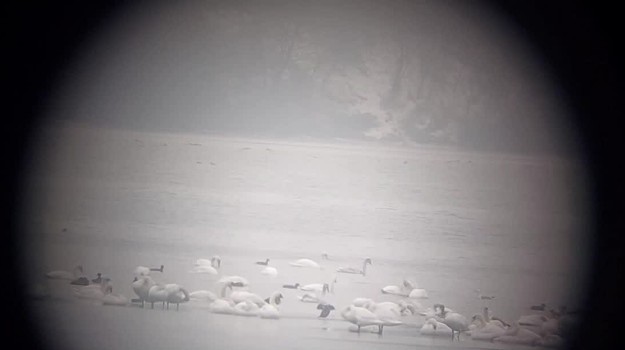 Slovensko sčítava zimujúcich vtákov: V teréne pomáha 300 ornitológov