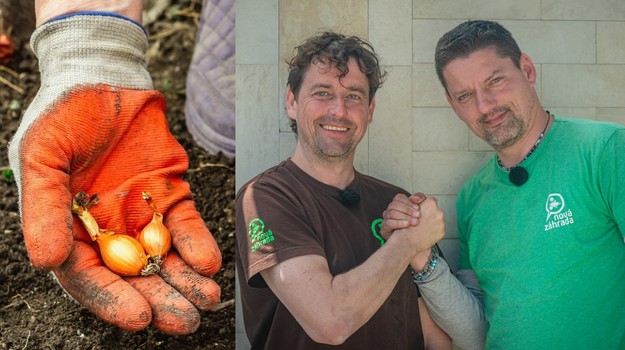 Viete, ako sa správne sadí cibuľa sadzačka? Návod, s ktorým to zvládne aj začiatočník!