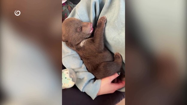 Osirelé medvieďatá: Jedno zahynulo, dve v Bojniciach stále bojujú o život