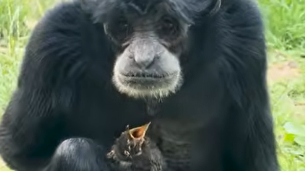 Opica v ZOO dojala ošetrovateľov: Postarala sa mláďatko vtáčika, ktorý spadol do jej výbehu