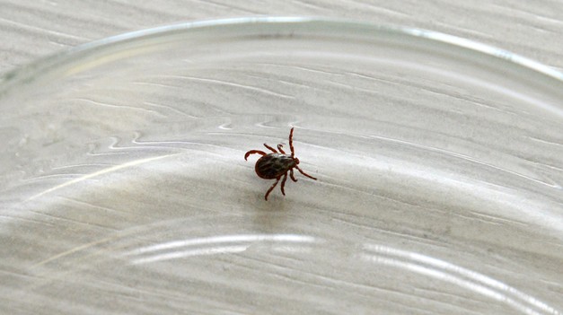 Sezóna kliešťov na Slovensku neustáva, riziko nákazy hrozí aj na jeseň a v zime