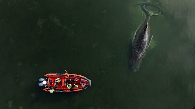 TIMMY je voľný. Uviaznutý keporkak sa dokázal oslobodiť